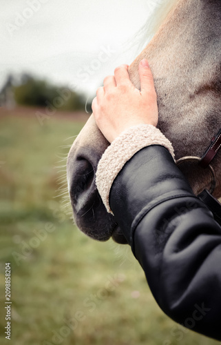 Close up of female hand stroking and petting horse nose outdoors in autumn. Woman in warm jacket caressing gentle muzzle of horse, concept of trust, friendship with animals and equestrian lifestyle