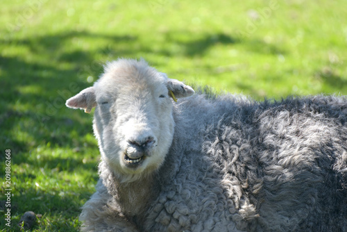 Фотография Sheep lying in the shade in the valley of Great Langdale in the Lake District