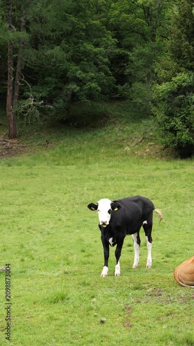 Black and white cow standing in a green pasture at the forest edge