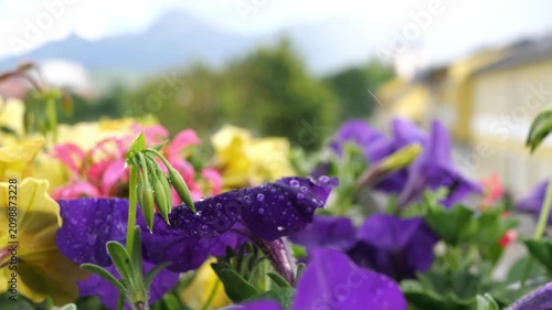 Purple petunia flowers with raindrops on an alpine balcony, slow close-up