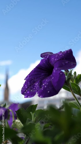 Purple petunia with dew drops swaying against blue summer sky, close-up