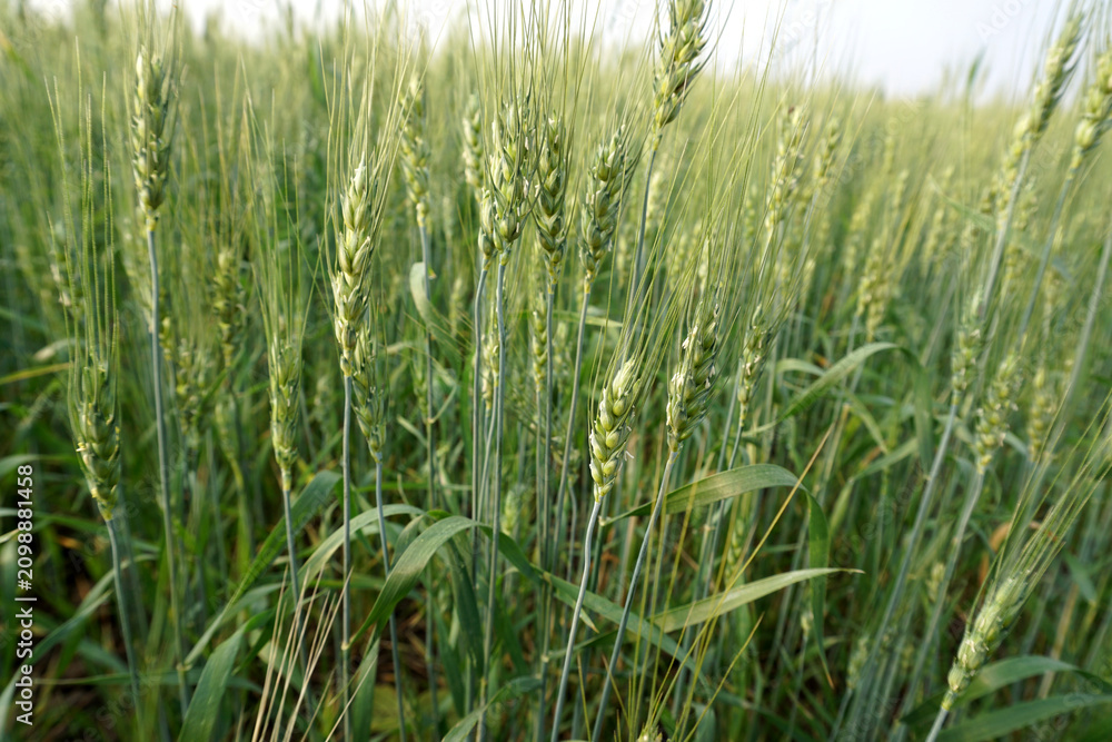 Fototapeta premium Green wheat field and sunny day