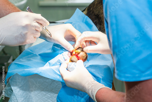 Veterinarian performing a minor surgical procedure on a dog's paw. Clinical excision of a skin lesion on a canine patient.