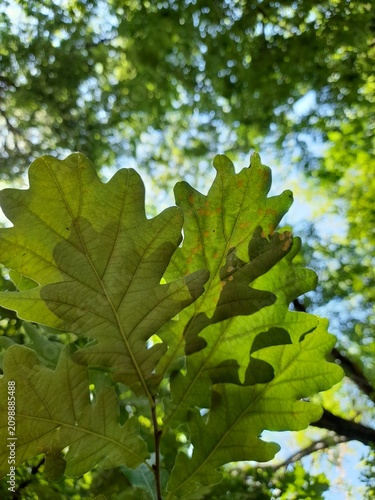 green oak leaves, close up