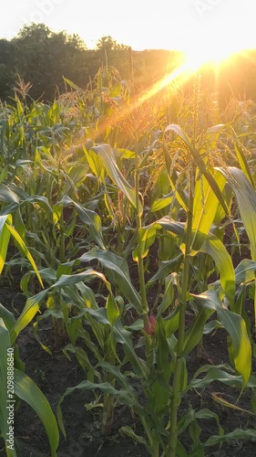 Golden sunlight shines through the leaves of a corn plant in a lush agricultural field. The warm rays create a beautiful lens flare during sunset. Perfect for farming and agriculture videos.