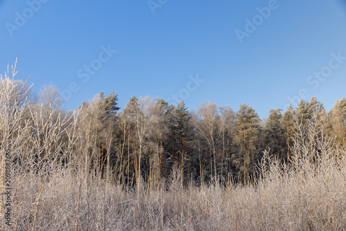 Obraz na plátne mixed forest with different trees in winter in snow and frost, hoar frost