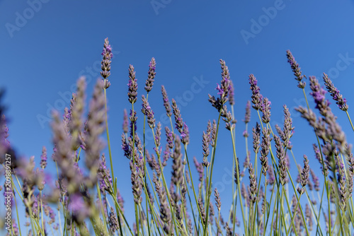 Fragrant lavender shrub, aromatic herbs