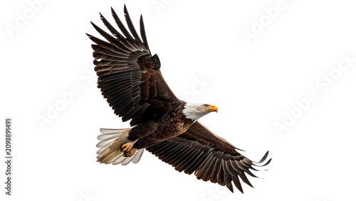 Tableau sur toile Majestic powerful bald eagle gliding in the air isolated on transparent backgrou
