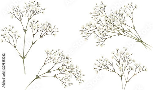 Watercolor baby breath flower sprigs collection isolated on white background for wedding invitation and floral design
