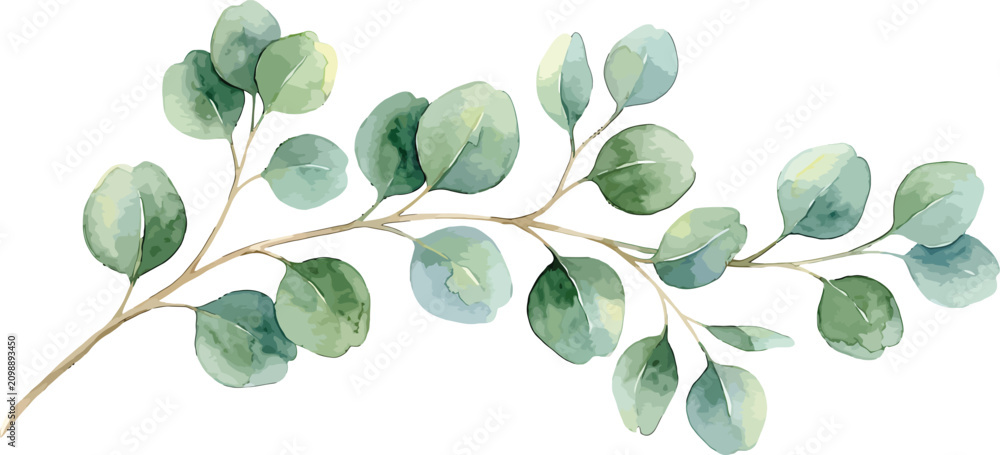 Obraz premium Watercolor eucalyptus branch with green round leaves isolated on white background for wedding invitation design element