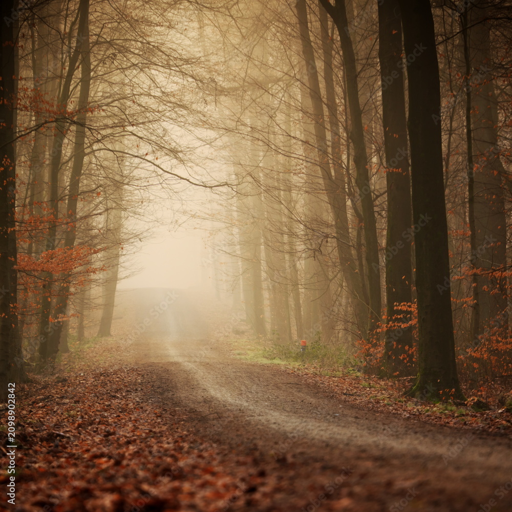 Obraz premium Atmospheric, mysterious autumn forest scene in heavy fog, Sonian Forest, Belgium
