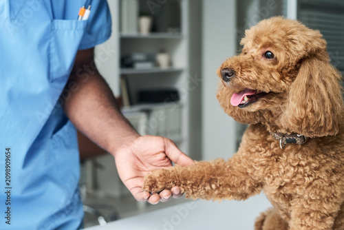 Canvastavla Close up of veterinarian holding poodle paw during clinic exam, showing pet care, trust, wellness