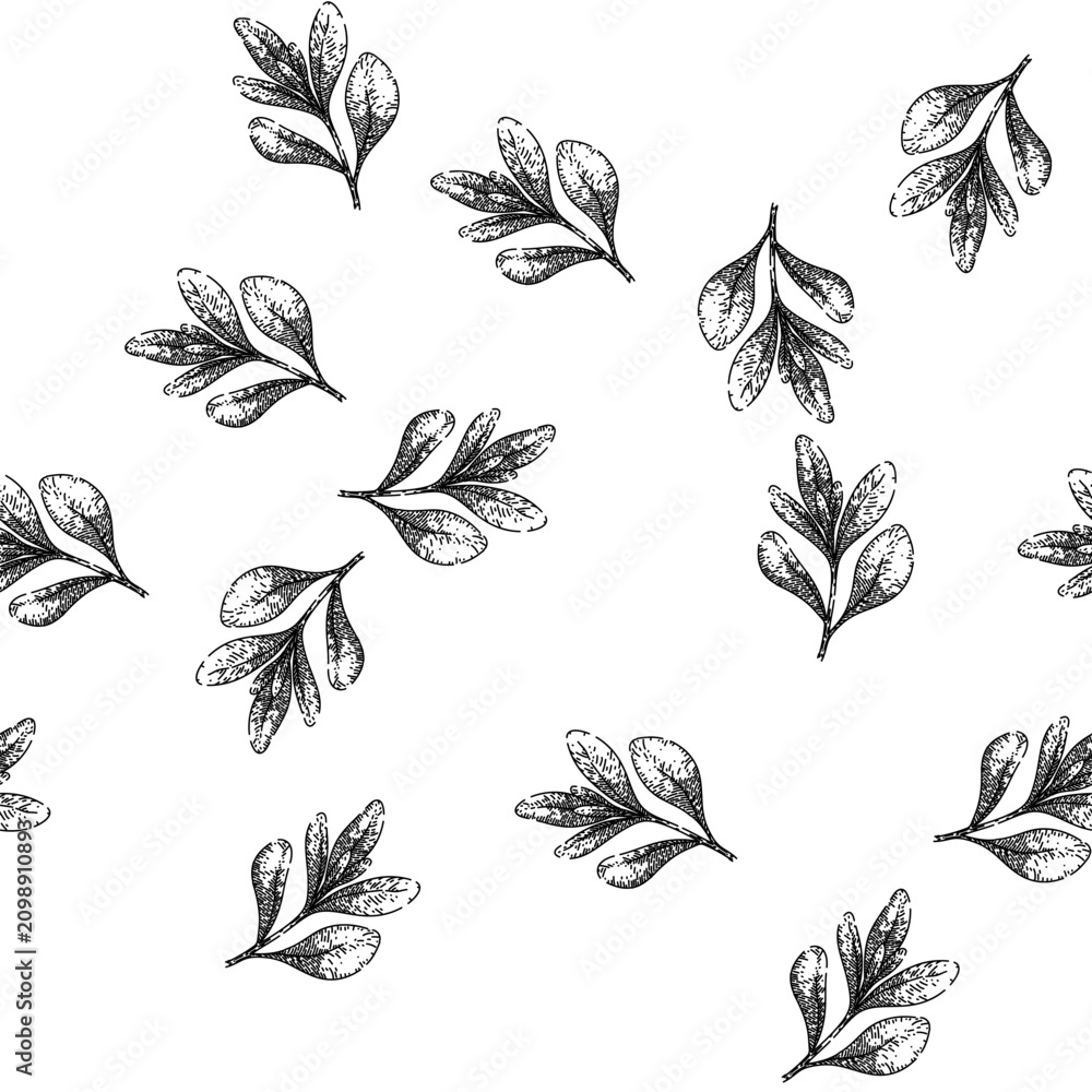 Fototapeta premium seamless pattern herb marjoram hand drawn. fresh sweet, leaves plant, powder view herb marjoram black sketch illustration
