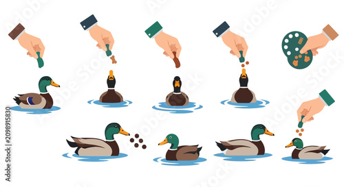 Canvastavla Set of Hands Feeding Mallard Ducks in Pond Vector Illustration