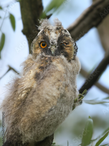 Foto Close-up of a funny Long-eared Owl [Asio otus] fledgling winking with one orange eye on a tree