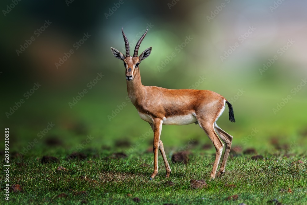 Fototapeta premium The chinkara, also known as the Indian gazelle, is a gazelle species native to India, Iran, Afghanistan.