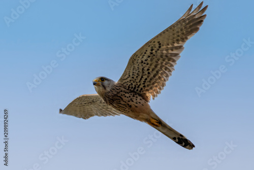 Falke