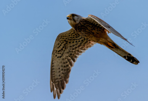 Falke