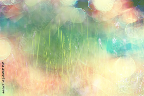 bokeh grass and flowers, summer nature background, blurred sun glare on fields of meadow flowers and fresh grass