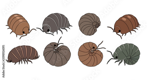 Canvastavla Set of Cute Pill Bugs and Woodlice Illustrations