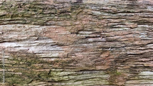 Принти на полотні Rustic mossy tree bark texture background