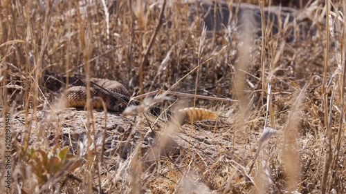 Red Diamond Rattlesnake Tail