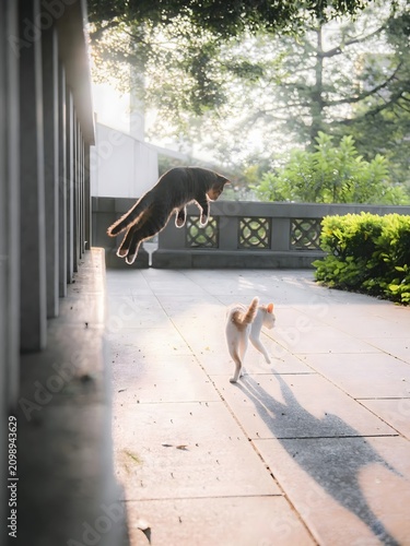 Cats playing outdoors