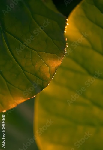 Dewdrops on Lotus Leaf at Sunrise