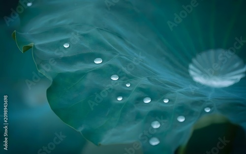 Water Droplets on Lotus Leaf