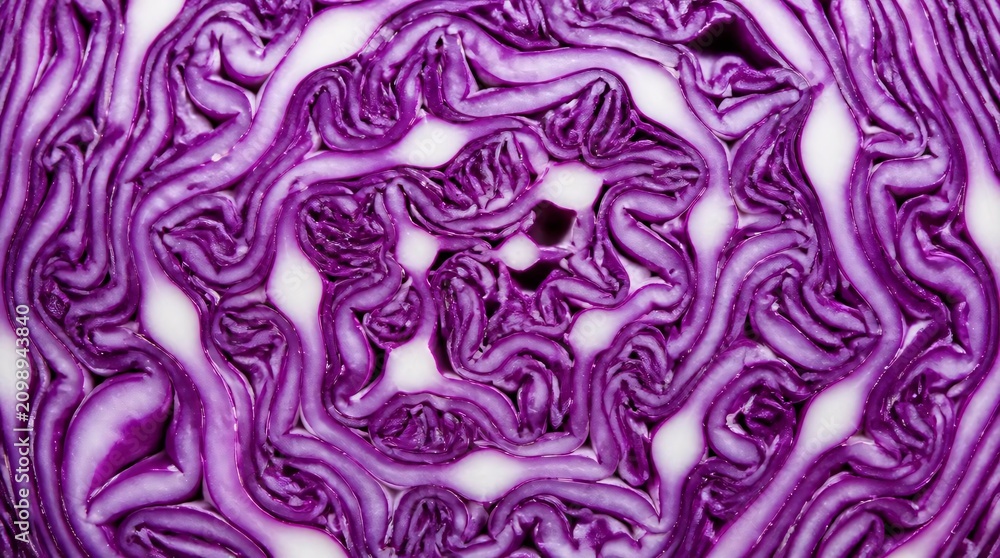 Obraz premium Close up of vibrant purple cabbage texture