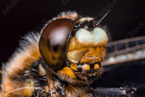 Fotografija Macro close-up of a dragonfly head with compound eyes and bristles