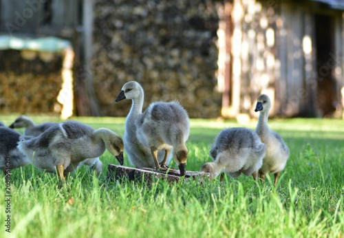 Cuadro en lienzo Group of young goslings feeding on fresh grass in a peaceful countryside farmyard