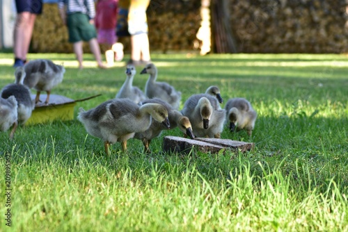 Konstfotografi Group of young goslings feeding on fresh grass in a peaceful countryside farmyard