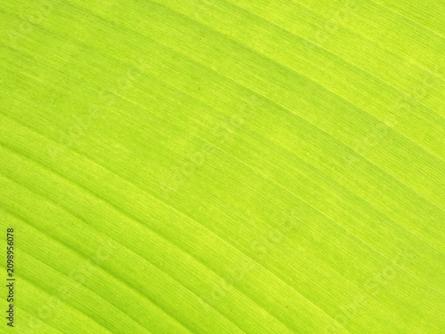 Full frame macro shot of a vibrant green banana leaf backlit by sunlight, highlighting its beautiful diagonal veins and natural striped texture. Ideal for nature backgrounds, tropical concepts