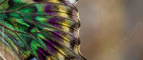 Macro close-up of iridescent insect wing showing vibrant green, purple, and yellow structural coloration with detailed membrane texture and veining patterns.