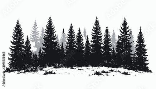 Foto Black silhouette of evergreen pine trees.