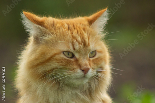 Fotografie Extreme close-up portrait of a fluffy ginger cat looking away