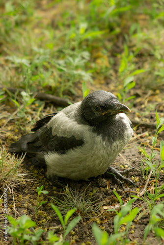 High angle view of a young hooded crow fledgling sitting on the ground. Grey crow chick on dirt soil and green grass patch, realistic wildlife photography and ornithology concept.