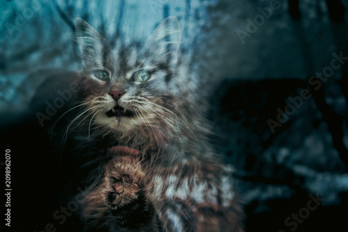 Foto Moody portrait of a fluffy tabby cat meowing in dark cold environment