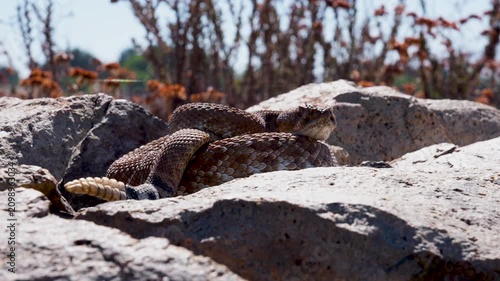 Red Diamond Rattlesnake Coiled