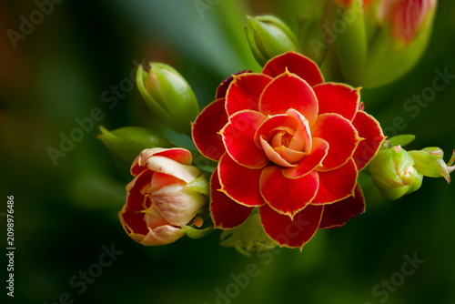 Принти на полотні Kalanchoe Blossfeldiana Flammendes Käthchen