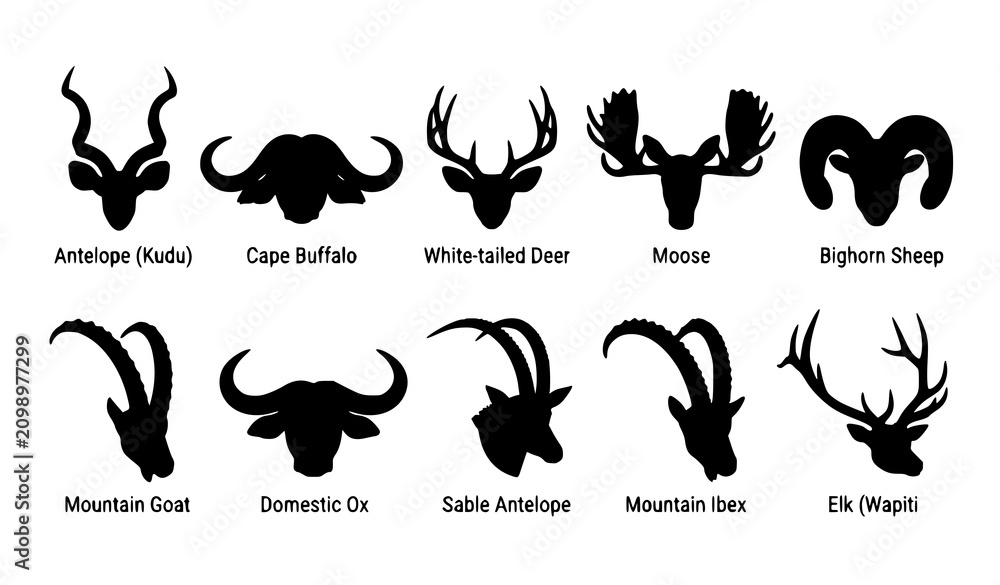 Obraz premium Wildlife horn silhouettes collection with labeled kudu, buffalo, deer, moose, sheep, goat, ox, ibex, and elk heads illustrated
