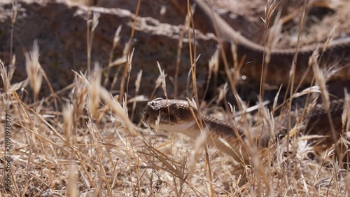 Red Diamond Rattlesnake slither
