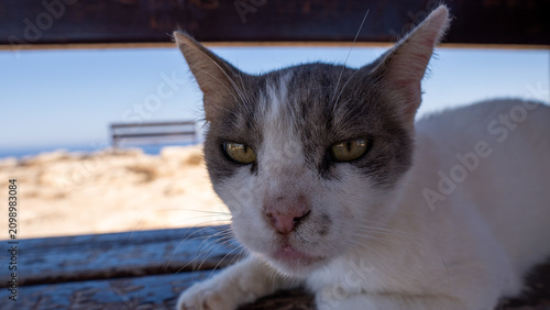 Canvas Print Gray and white cat rests on weathered bench