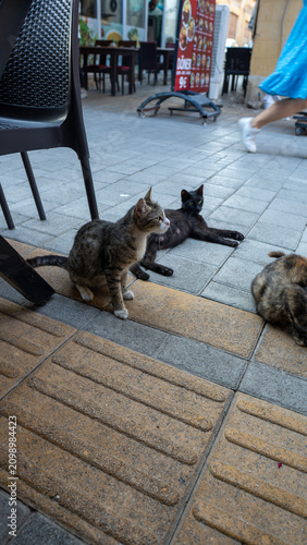 Canvas Print Cats relax on tiled sidewalk near cafe chairs