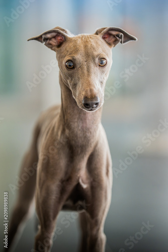Italian Greyhound portrait, silver-colored dog with an elegant and slender appearance, looking at the camera against a natural background