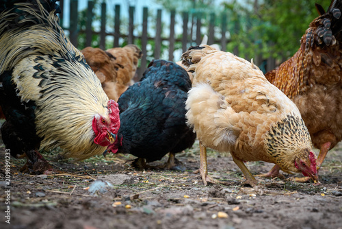 Domestic chickens on free range in traditional agriculture.
