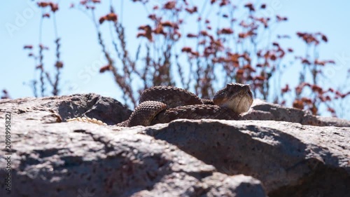 Red Diamond Rattlesnake