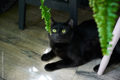 A black cat with bright yellow eyes lies on the floor next to houseplants.