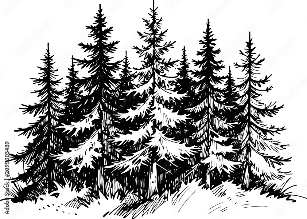 Fototapeta premium Cluster of tall pine trees with dense foliage forest nature illustration, black and white sketch